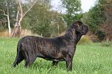 FILA BRASILEIRO 057
